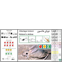 گونه دوپای بلوچی Hotson’s jerboa